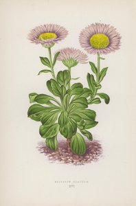 Erigeron Glaucum (farvelitografi) af English School