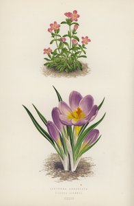 Erythraea Aggregata; Crocus Sieberi (farvelitografi) af English School