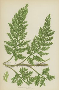 Europæisk børstebregne (farve litho) af English School