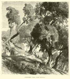 Immergrüne Eichen bei Sciacca