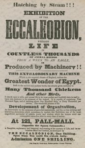 Udstilling af Eccaleobion af English School