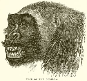 Gorillaens ansigt af English School