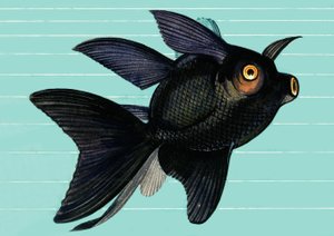 Fantail Blackmoor af English School