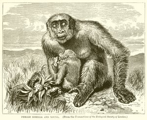 Kvindelige Gorilla og Young af English School