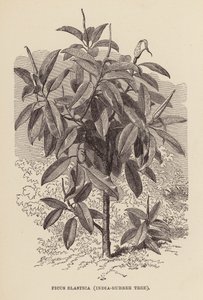 Ficus Elastica, indisk gummitræ (kobberstik) af English School