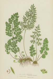 Fine Leaved Gymnogram, Persillebregne (farve litho) af English School