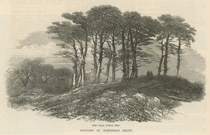 Graner nær den nordlige ende, Hampstead Heath af English School