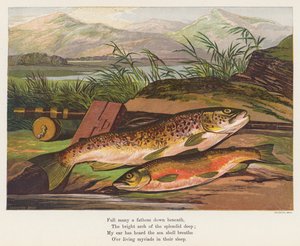 Fisk (farvelitografi) af English School