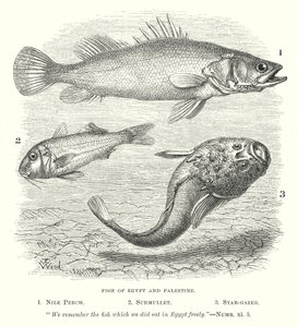 Fisk i Egypten og Palæstina (kobberstik) af English School