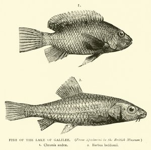 Fisk fra Galilæa-søen af English School