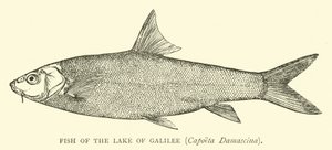 Fisk fra Galilæa-søen, Capoeta Damascina af English School