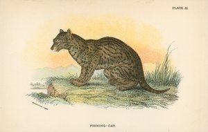 Fiske-kat af English School