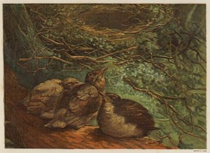 Nye fugleunger (farve litho) af English School