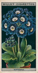 Blomsterkultur i potter: Alpine Auricula (chromolitho) af English School