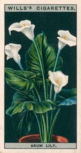 Blomsterkultur i potter: Arumlilje eller Richardia (chromolitho) af English School