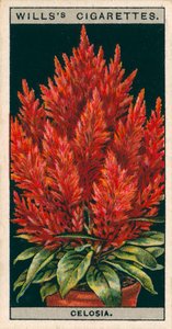 Blomsterkultur i potter: Celosia (chromolitho) af English School