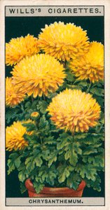 Blomsterkultur i potter: Dværgchrysanthemum (chromolitho) af English School