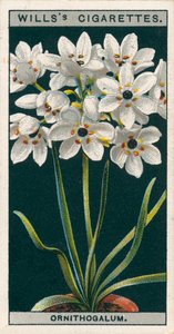 Blomsterkultur i potter: Ornithogalum (chromolitho) af English School