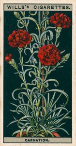 Blomsterkultur i potter: Evigtblomstrende nellike (chromolitho) af English School
