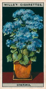 Blomsterkultur i potter: Stjerne Cineraria (chromolitho) af English School