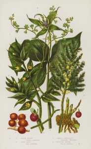 Blomstrende planter i Storbritannien: Black Briony, Herb Paris, Common Asparges, Butchers Broom (farve litho) af English School