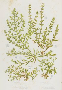 Blomstrende planter i Storbritannien: Chickweed, Sand Strapwort, Glabrous Rupture Wort, Behåret Rupture Wort, Wurled Knop Græs, Firebladede All Frø (farve litho) af English School
