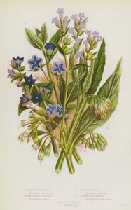 Blomstrende planter i Storbritannien: Alkanet, Evergreen Alkanet, Small Bugloss, Common Comfrey, Tuberous Comfrey (farve litho) af English School