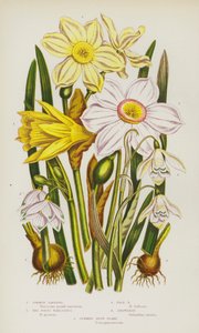 Blomstrende planter i Storbritannien: Common Daffodil, The Poets Narcissus, Pale Narcissus, Snowdrop, Summer Snow Flake (farvelitografi) af English School