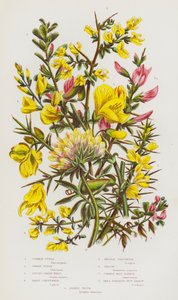 Blomstrende planter i Storbritannien: Almindelig furie, dværgfurie, farvegrønt, hårgrønt, nålegrønt, gyvel, almindelig hvileharve, lille spredt hvileharve, nyrevikke (farvelitografi) af English School