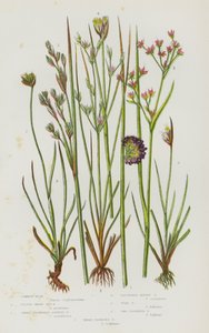 Blomstrende planter i Storbritannien: Almindelig siv, lille skarp havesiv, skarpblomstret leddelt siv, klynget alpesiv, tudsesiv, toblomstret siv, treblomstret siv (farvelitografi) af English School