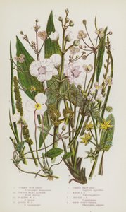 Blomstrende planter i Storbritannien: Almindelig stjernefrugt, Greater Water Plantain, Flydende Vandplantain, Lesser Water Plantain, Almindelig Pilehoved, Marsh Arrow-Head, Sea-Side Arrow-Head, Marsh Scheuchzeria (farve litho) af English School