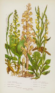 Blomstrende planter i Storbritannien: Almindelig Twayblade, Heart-Leaved Twayblade, Almindelig Fugle-rede, Duftende Lady