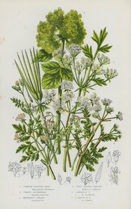 Blühende Pflanzen Großbritanniens: Kornische Blasensamen, Gemeine Alexanders, Hirtennadel, Wilde Schnabelkerbel, Garten-Schnabelkerbel, Gemeiner Schnabelkerbel von English School