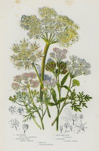 Blomstrende planter i Storbritannien: Ko-Pastinak, Lille Hjerteurt, Stor Hjerteurt, Koriander, Hemlock (farve litho) af English School