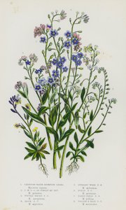 Blomstrende planter i Storbritannien: Krybende vandskorpiongræs, krybende vandskorpiongræs eller glem mig ikke, tuet vandskorpiongræs, stenskorpiongræs, opret træskorpiongræs, markskorpiongræs, tidlig markskorpiongræs, gul og B af English School