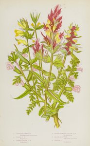 Blomstrende planter i Storbritannien: Korthvede, purpurkohvede, almindelig gul kohvede, lilleblomstret gul kohvede, sumpkællingetand, græsningskællingetand (farvelitografi) af English School