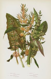 Blomstrende planter i Storbritannien: Fiddle Dock, Broad Leaved Dock, Golden Dock, Yellow Marsh Dock (farve litho) af English School