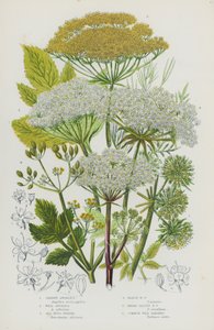 Blomstrende planter i Storbritannien: Haveengel, Vild Angelica, Havsvinfennikel, Marsh Hogs Fennikel, Bredbladede Hogs Fennikel, Almindelig vild Pastinak (farve litho) af English School