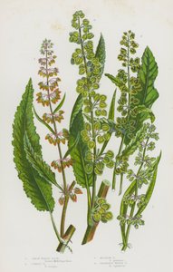 Blomstrende planter i Storbritannien: Great Water Dock, Curled Dock, Meadow Dock, Grainless Water Dock (farve litho) af English School