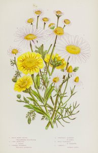 Blomstrende planter i Storbritannien: Store hvide okseøje, majsmorgenfrue, almfrugt, lugtfri majweed, vild kamille, almindelig kamille (farve litho) af English School