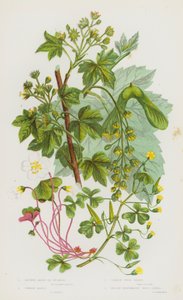 Blomstrende planter i Storbritannien: Stor ahorn eller platan, almindelig ahorn, almindelig træsyre, gul liggende træsyre (farve litho) af English School