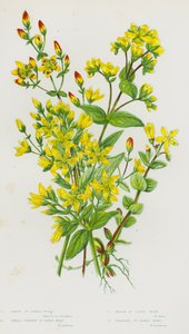 Blomstrende planter i Storbritannien: Behåret perikon, lille opretstående perikum, marsh perikum, skægget perikum (farve litho) af English School