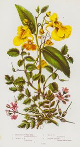 Blomstrende planter i Storbritannien: Hemlock Storks Bill, Musky Storks Bill, Sea Storks Bill, Yellow Balsam (farve litho) af English School