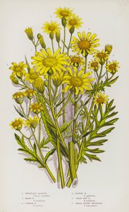 Blomstrende planter i Storbritannien: Uelegant bynkeurt, gråorn, alm. bynkeurt. af English School