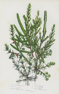 Blomstrende planter i Storbritannien: Sammenføjet glasurt, krybende glasurt, busket havblad, enårig havblade, stikkende salturt, enårig knogle, flerårig knogle (farve litho) af English School