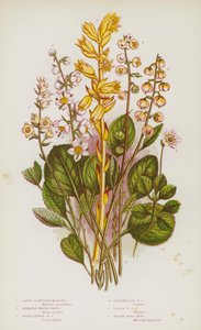 Blomstrende planter i Storbritannien: store blomsterblomster, takkede vintergrønne, rundbladede vintergrønne, mellemliggende vintergrønne, mindre vintergrønne, gule fuglerede (farve litho) af English School