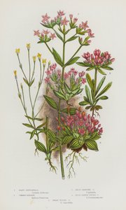 Blomstrende planter i Storbritannien: Least Gentianella, Common Centaury, Dwarf Branched Centaury, Broad Leaved Tufted Centaury, Dwarf Tufted Centaury (farve litho) af English School
