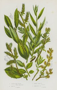 Blomstrende planter i Storbritannien: Little Tree Willow, Don