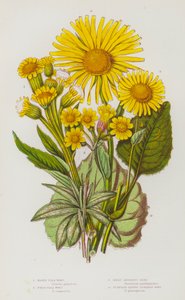 Blomstrende planter i Storbritannien: Marsh Flea Wort, Field Flea Wort, Great Leopard