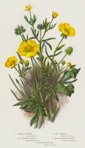 Blomstrende planter i Storbritannien: Eng-Kabbeleje, Bleghåret Smørblomst, Korn-Kabbeleje, Småblomstret Kabbeleje, Almindelig Musehale (farvelitografi) af English School